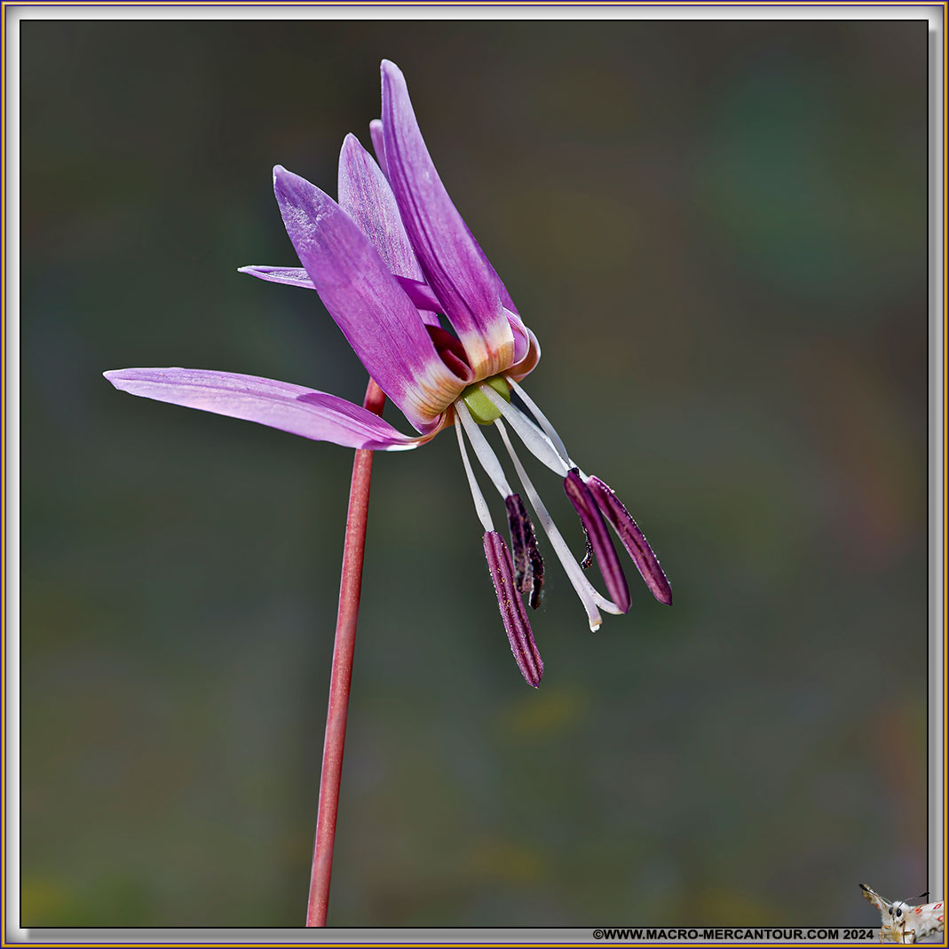 Erythrone dent de chien